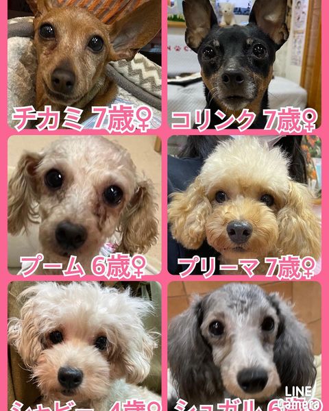 🐾今日の里親様募集中ワンコ🐶メンバーです🐾2022,10,26【保護犬カフェ天神橋店】